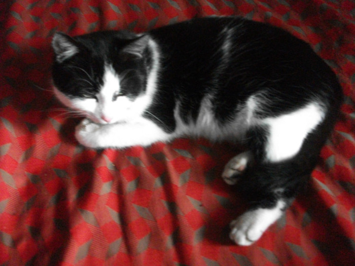 poze 958 - Mitzi 2012