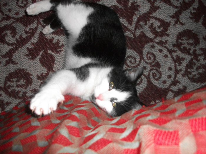 poze 961 - Mitzi 2012