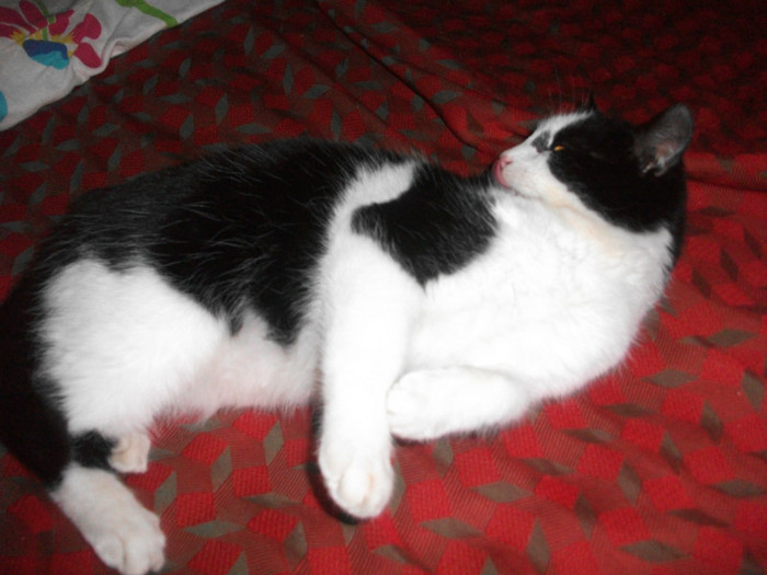 poze 966 - Mitzi 2012