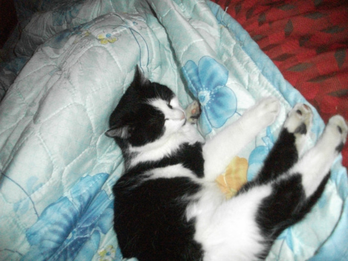 poze 968 - Mitzi 2012