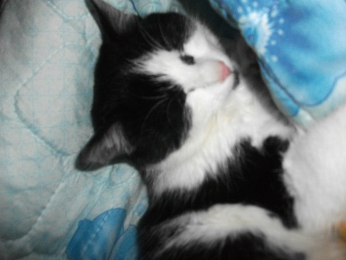 poze 969 - Mitzi 2012