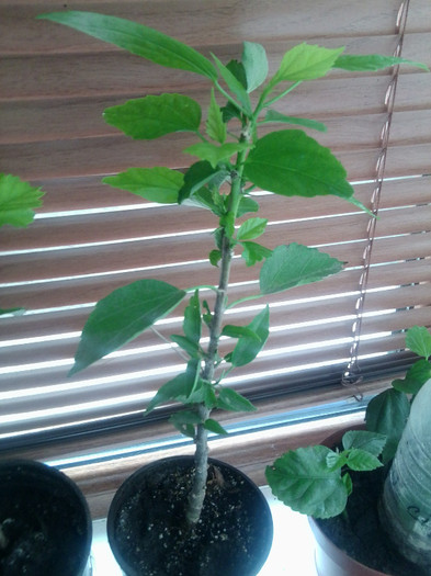 hibi alb simplu cumparat de la dianadia - floricele-2012