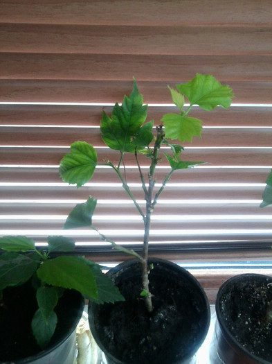 hibi portocaliu simplu cumparat de la dianadia - floricele-2012