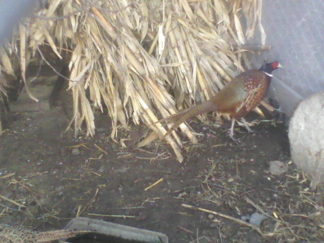 P05-01-12_10.10[4]