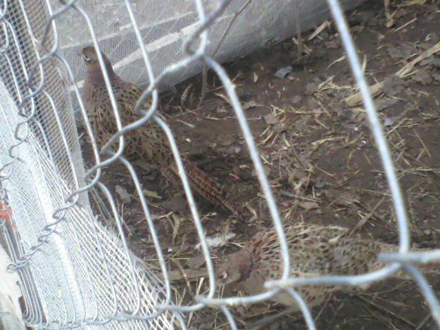 P05-01-12_15.31[1]
