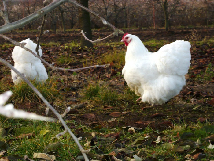 1324224915_73 - Orpington