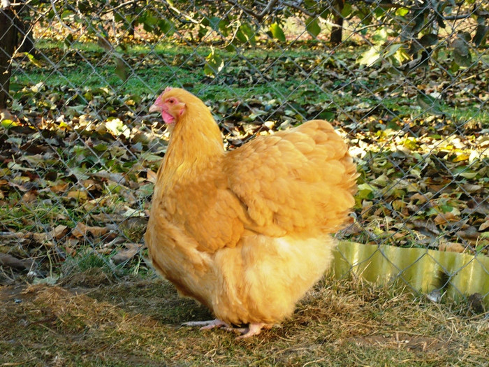 1322766368_06 - Orpington