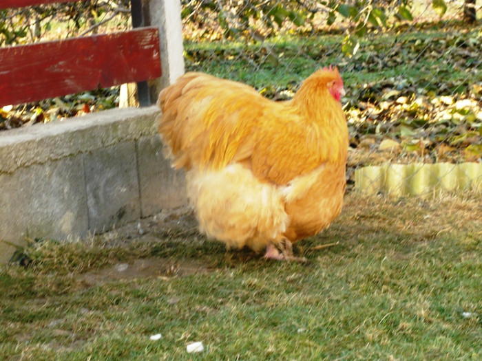 1322766417_37 - Orpington