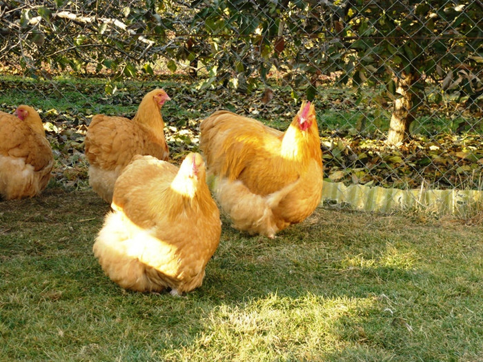 1322766444_82 - Orpington