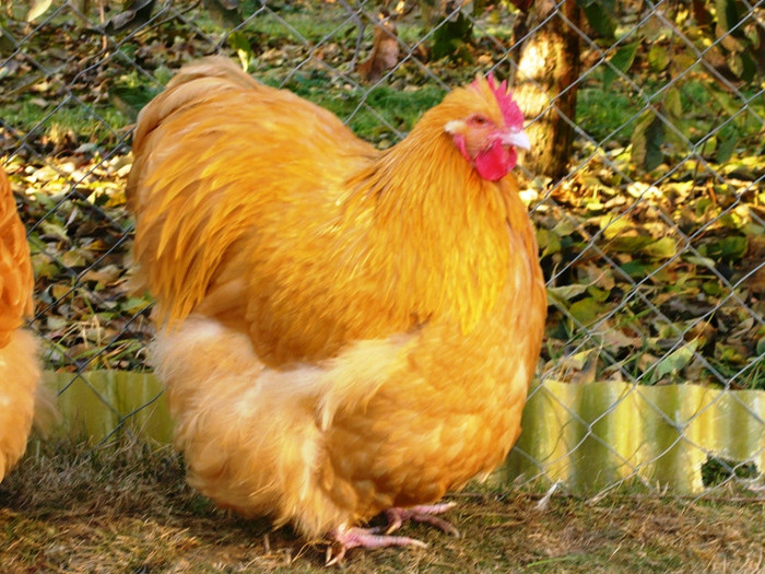 1322766569_59 - Orpington