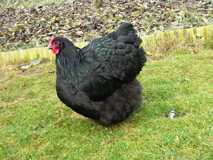 1324756383_67 - Orpington