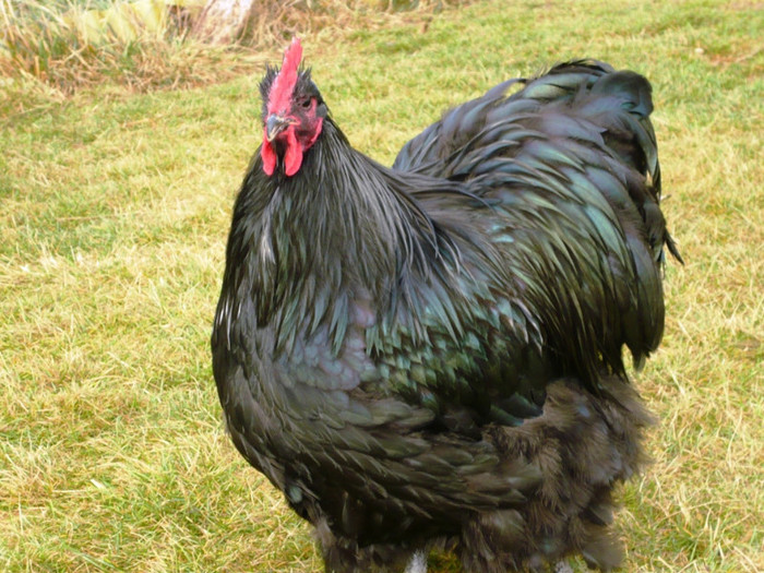 1324756500_44 - Orpington