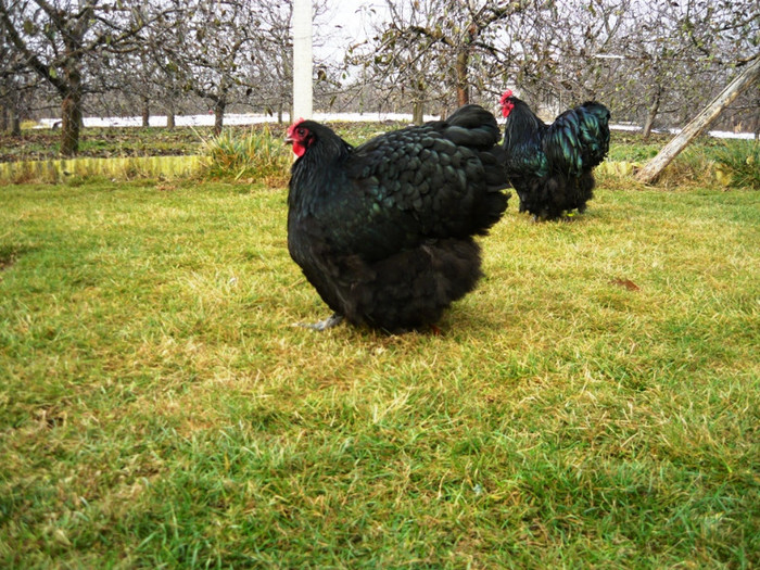 1324756510_89 - Orpington