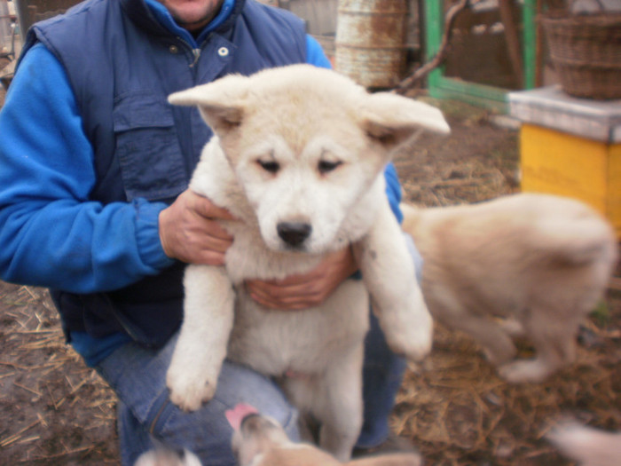 P1051741 - 23 arad akita inu japonez