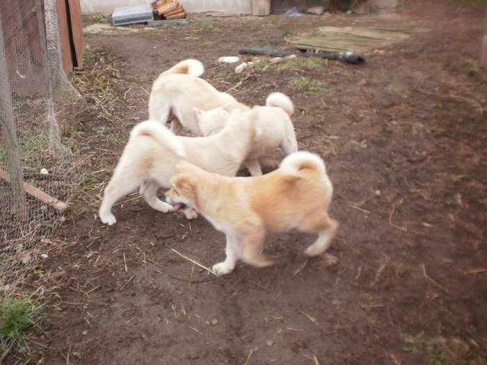 P1051745 - 23 arad akita inu japonez