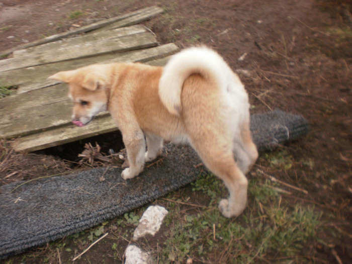 P1051762 - 23 arad akita inu japonez