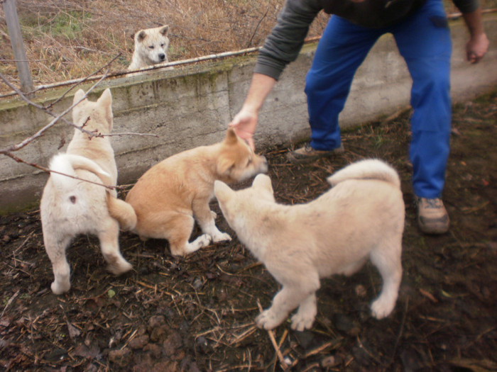 P1051766 - 23 arad akita inu japonez