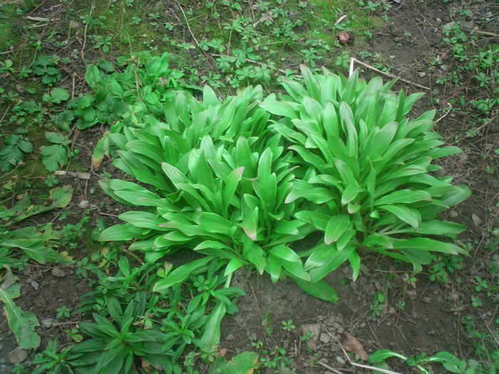 Crin alb obisnuit - Gradina flori 2012