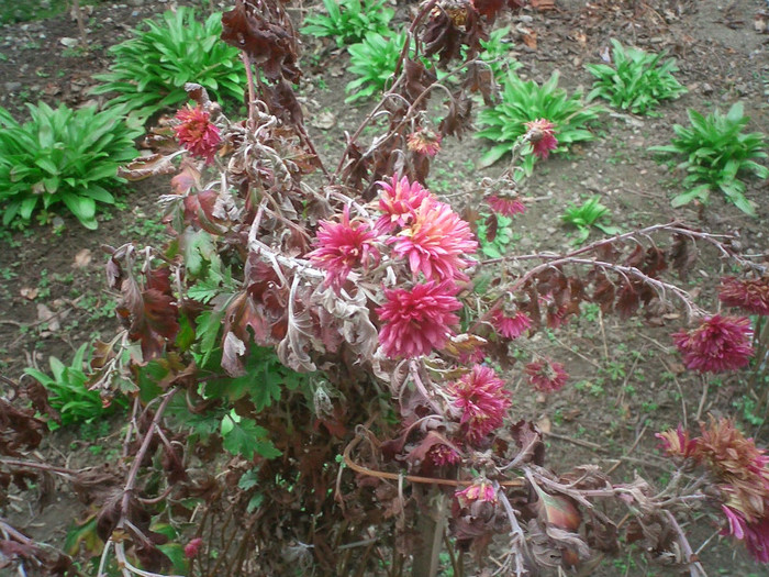 Crizantema inflorita - Gradina flori 2012