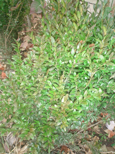 Buxus