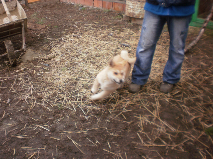 P1051773 - 23 arad akita inu japonez