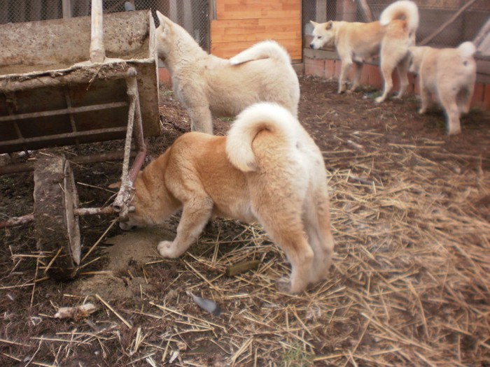 P1051778 - 23 arad akita inu japonez