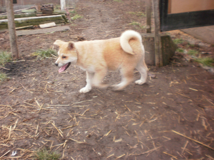 P1051780 - 23 arad akita inu japonez