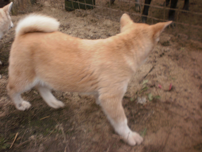 P1051790 - 23 arad akita inu japonez