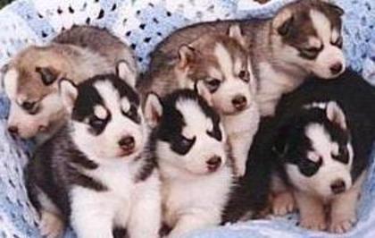 husky-siberian-p-1 - animalul domestic preferat