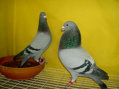 perechea 2010 - Porumbei matca