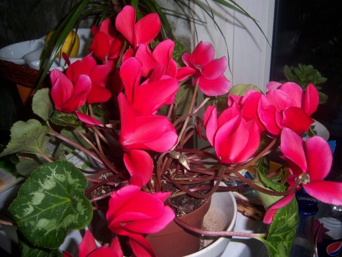 Cyclamen - Flori