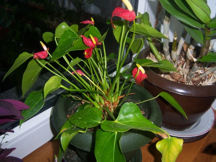 Anthurium