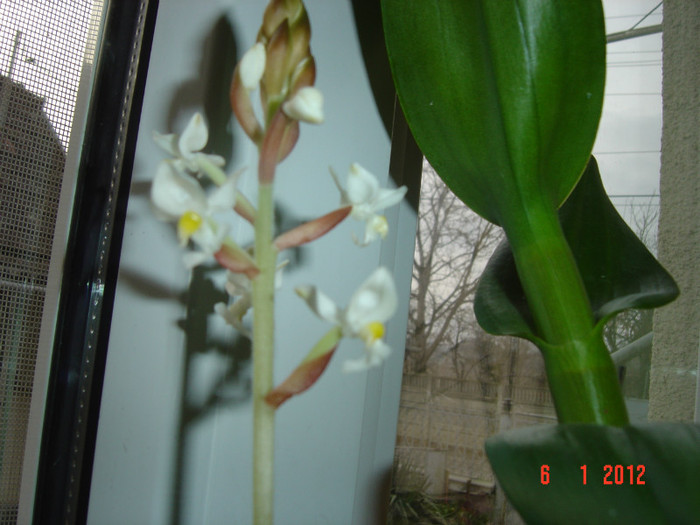 floare ludisia - 2012 ORHIDEEA