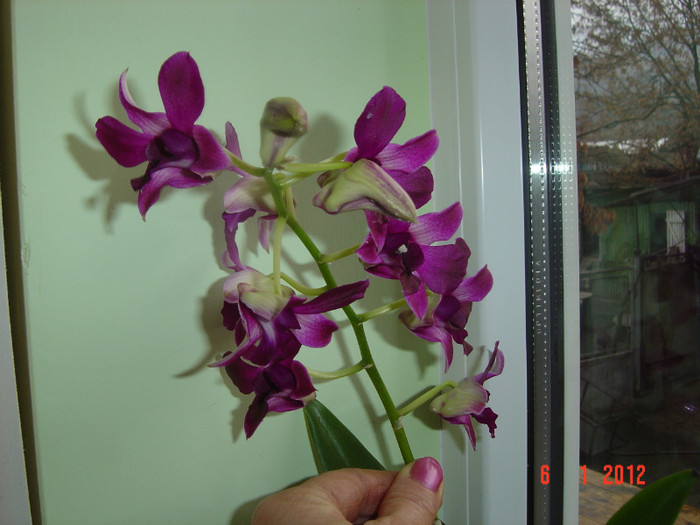 poze 593 - 2012 ORHIDEEA