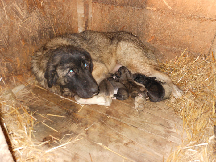 3 zile - a Vand pui Ciobanesc Carpatin