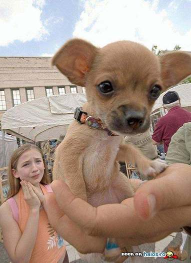 poze_haioase_funny_photos_00465850012505946194a8a8f3b0b6a3050368146