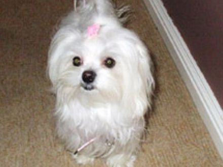 440x330_013447-bichon-maltez - Calatoria