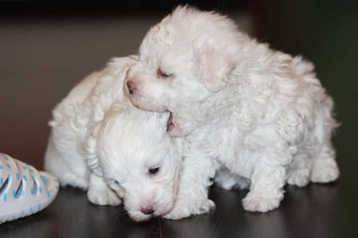 pic181375_caine_Bichon_Frise - Calatoria