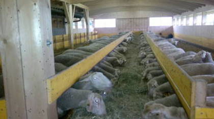 ferma de oi lacaune