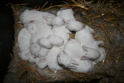 pui rex alb cu ochi albastri - 4atentie cind cumparati iepuri