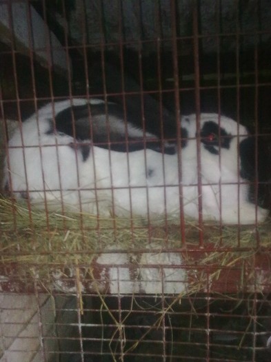 femela 8 luni - poze iepuri 25 05 2012