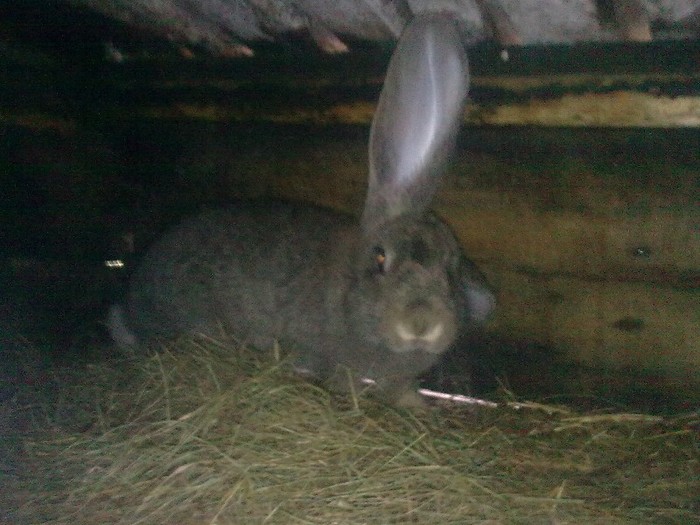 femela 4 luni VINDUTA - poze iepuri 25 05 2012