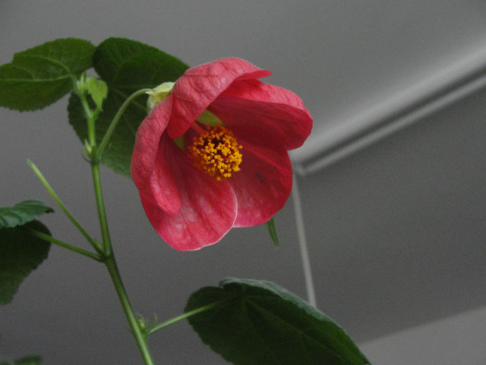 DSC05446