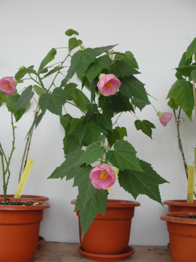 abuti cerise queen
