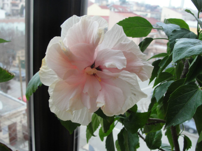 hibi roz pal batut 31.12.11 - C-hibiscus 2011- 2
