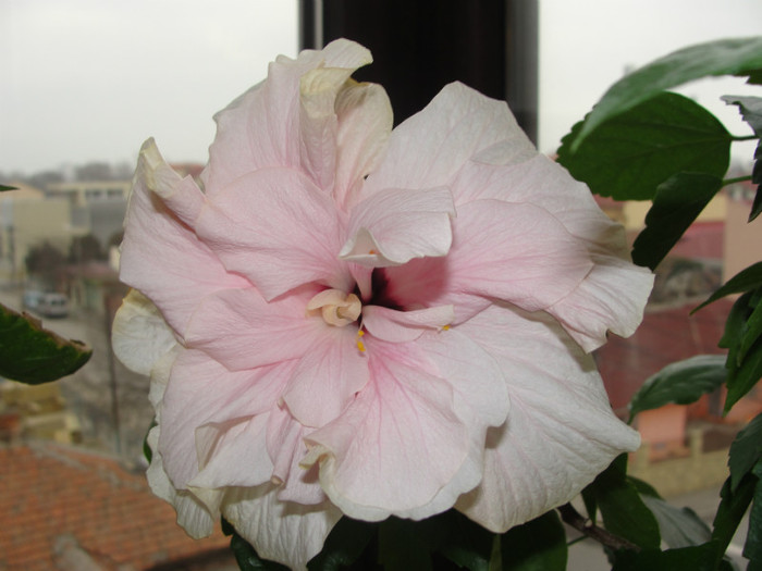 31.12.11 - C-hibiscus 2011- 2