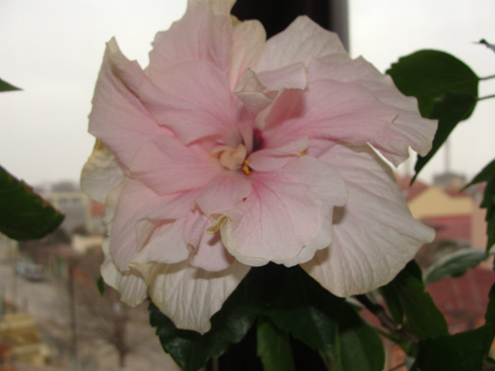 31.12.11 - C-hibiscus 2011- 2