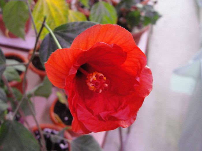 hibi nihi - C-hibiscus 2011- 2