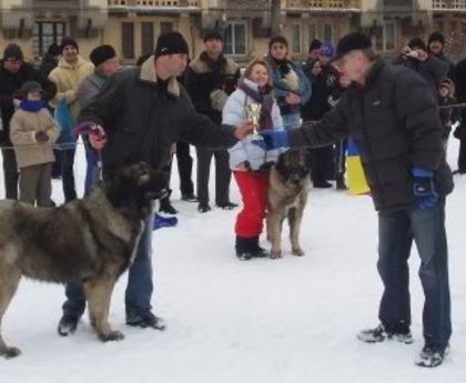 Milcov de Mindilica Brasov 2006