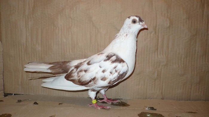 Dat in Bucuresti la Catalin - D- Porumbei JUCATORI DE GALATI VANDUTI Album 1